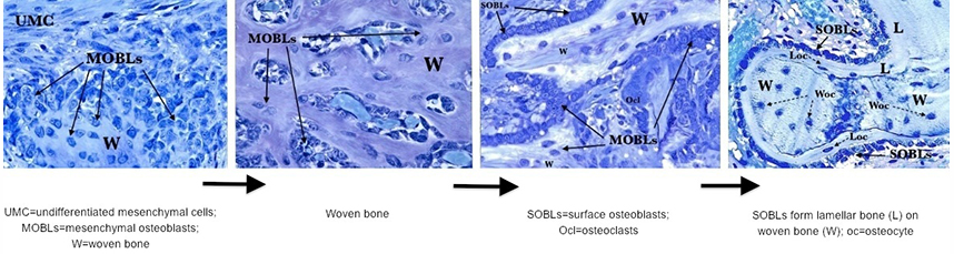eCM Journal - Manuscript - Woven bone overview: structural classification  based on its integral role in developmental, repair and pathological bone  formation throughout vertebrate groups-True Open Access